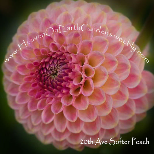 20th Ave Softer Peach