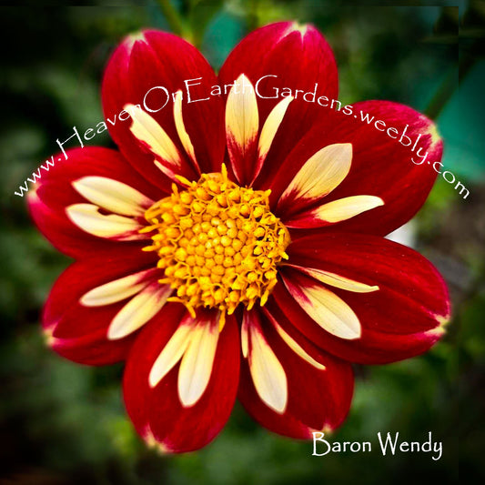 Barron Wendy