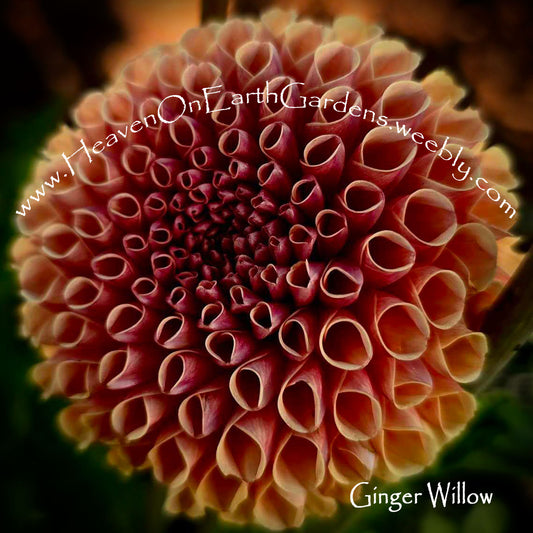 Ginger Willow