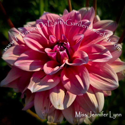 Miss Jennifer Lynn