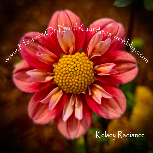 Kelsey Radiance