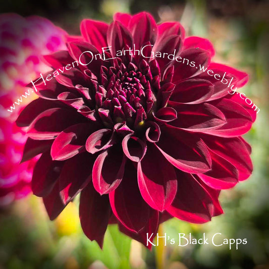 KH Black Capps