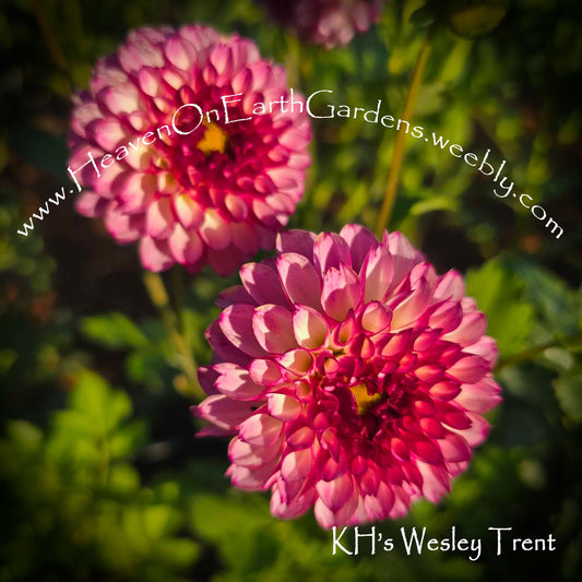 KH Wesley Trent