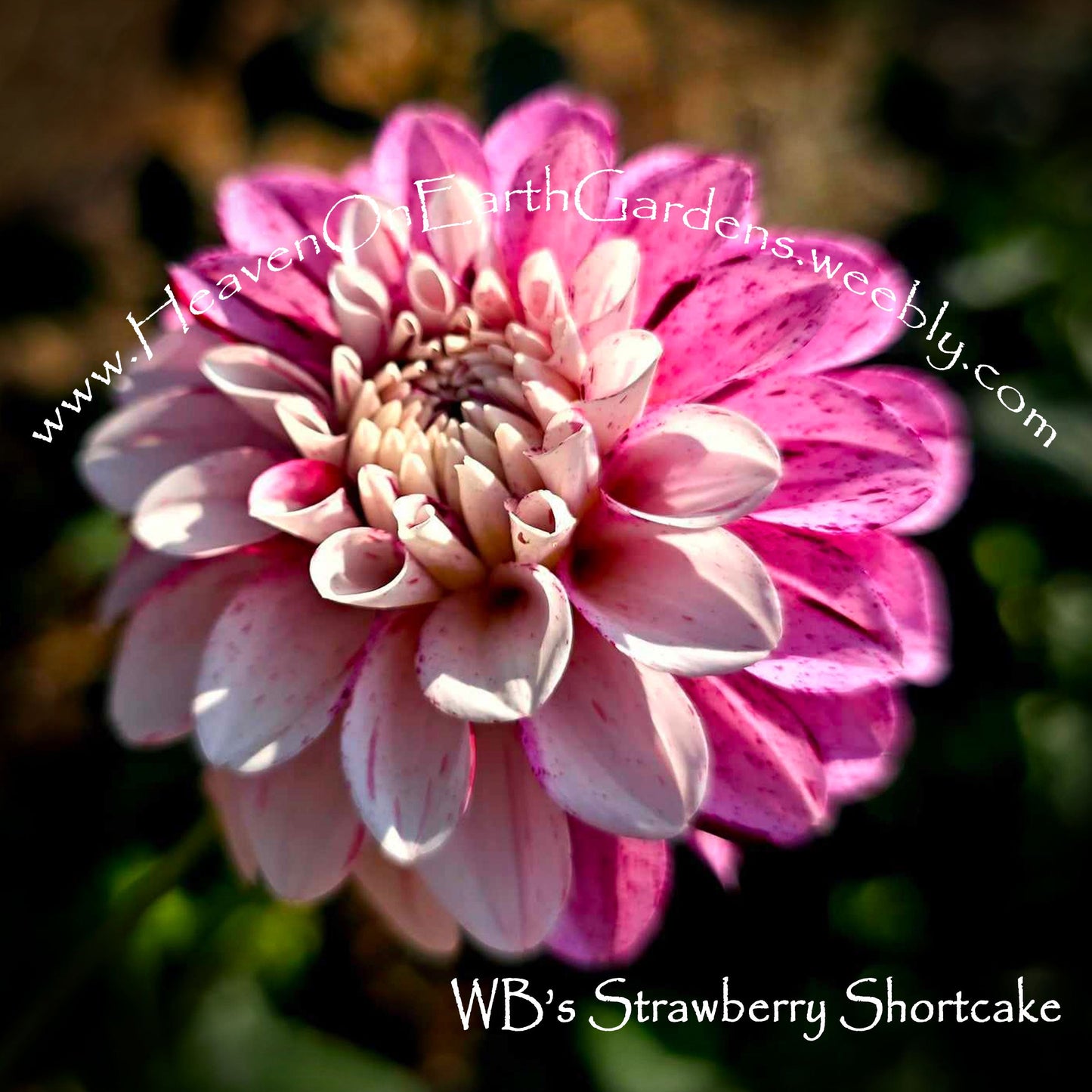 WB's Strawberry Cheesecake