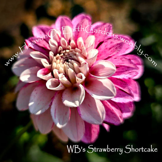 WB's Strawberry Cheesecake