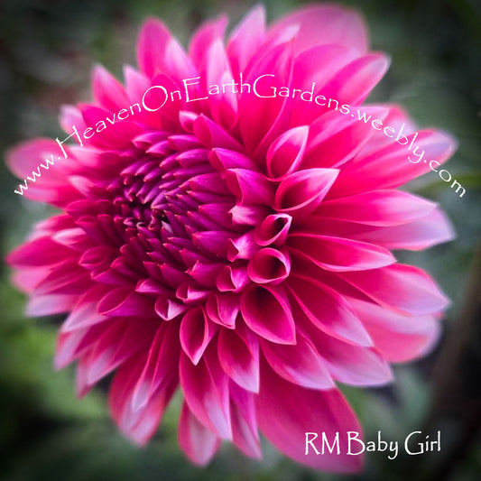 RM Babry Girl - Ugly Tubers
