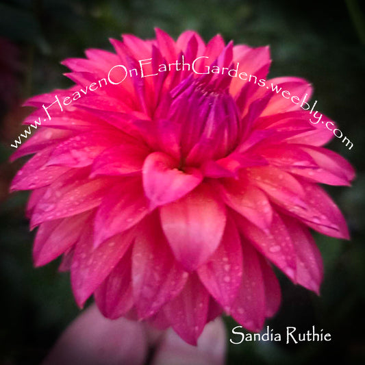 Sandia Ruthie